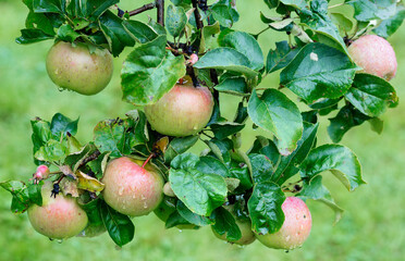 Apples on the tree.
 The apple is the oldest and most common fruit among people of different countries.