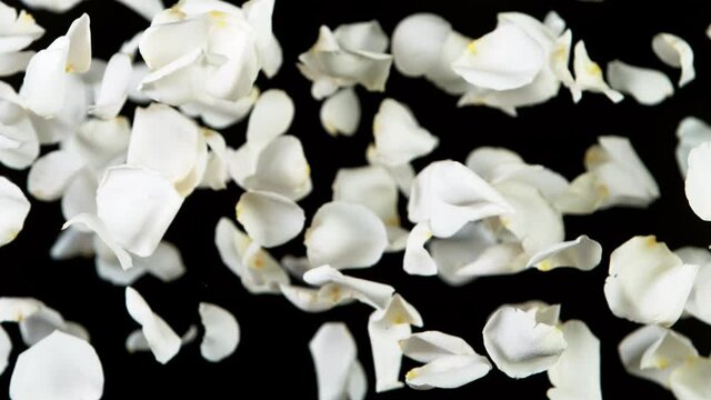 Super slow motion of flying rose petals on clear black background. Filmed on high speed cinema camera, 1000 fps.