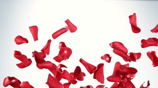 Super slow motion of flying rose petals on clear white background. Speed ramp effect. Filmed on high speed cinema camera, 1000 fps.