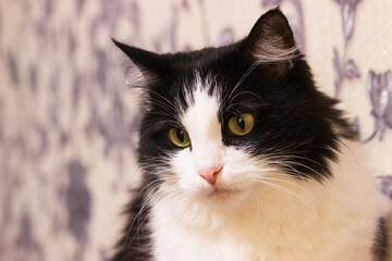 Black white mischievous healthy cat sitting bed.