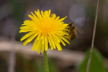 Bee sitting on dandelion