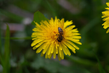 Bee sitting on dandelion