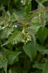 Nettle closeup