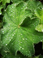 Leaf with raindrops 
