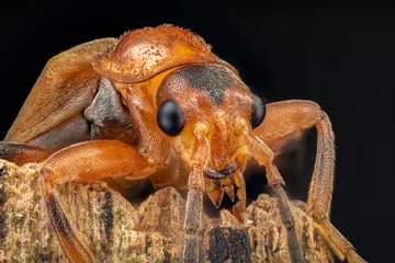 Wandaufkleber Soldier beetle © Harry