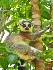 A ring-tailed lemur on the tree in Isalo National Park, Madagascar