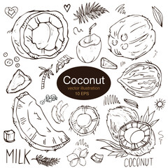 Set of hand drawn coconuts. Vector illustration in retro style.