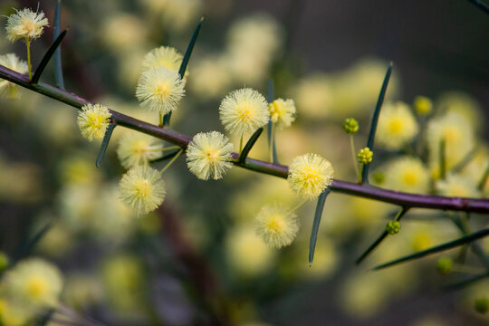 Close up of yellow fluffy balls of wattle flowers (Acacia paradoxa) with spiny thin green leaves, indigenous to the Nillumbik region of Victoria, Australia.