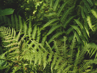 forest background, beautiful wild fern
