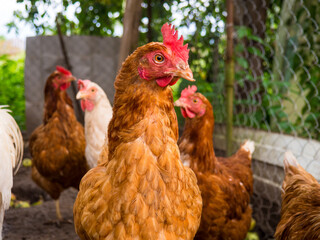 chickens running around in the hen house on a summer day