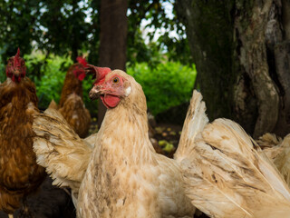 chickens running around in the hen house on a summer day