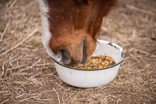 Red bay horse eating her feed out of a rubber pan in pasture