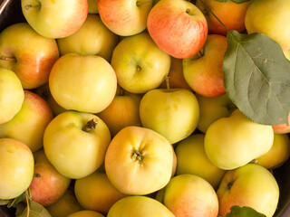 freshly harvested apple harvest in a bucket