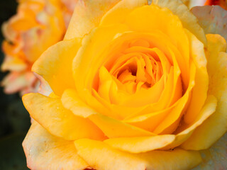 garden yellow rose close up for background