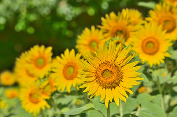 Obraz premium ヒマワリの花（Sunflower） 
