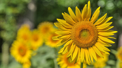ヒマワリの花（Sunflower） 