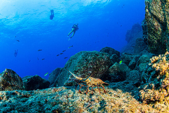 Picture shows a lobster underwater