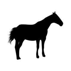 calm horse silhouette - black vector outline on white