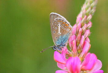 Geranium argus butterfly on a flower