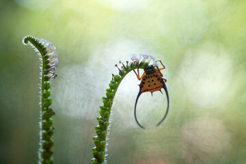 The Story of Spider 