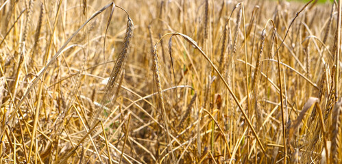 Field of golden wheat on a sunny day. The ear is ready for harvest, illuminated by sunlight. Soft focus. space of sunlight on the horizon. The concept of a rich harvest.