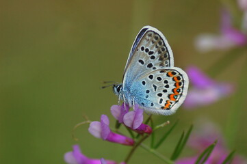 Sliver spotted blue butterfly on flower