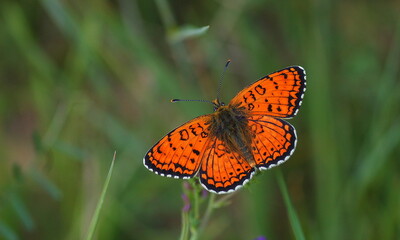 Fritillary butterfly on a flower