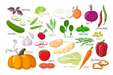 Vegetables and vegetable greens. Vector Vegetarian healthy food. Fresh organic delicious Farm products Food sketch style for farmers market, kitchen print, organic food store, cafe or restaurant