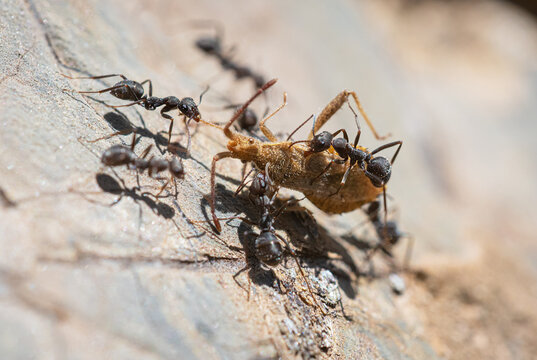 Ants carrying the corpse of another insect. Behavior of ants.

Hormigas transportando el cad&aacute;ver de otro insecto. Comportamiento de las hormigas.