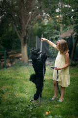 Kid girl and black poodle play together in the backyard, child train the dog , kids and pets, cozy summer holiday photos