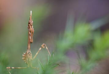 Close up of a Conehead mantis (Empusa pennata).

Wildlife photography. Animals background.