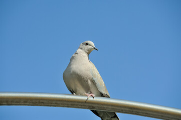 Beautiful pigeon perched on a metal bar.