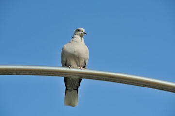 Pigeon perched on a metal bar.