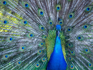 Obraz premium close up of peacock