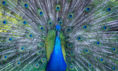 Fototapeta premium peacock with feathers