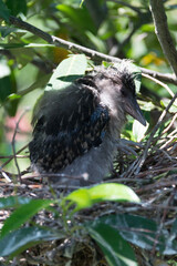 blackbird in nest