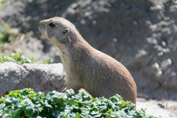 marmot in the grass