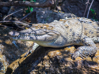alligator in the swamp