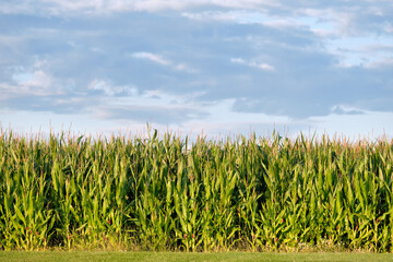Closeup of a green cornfield with maize in Germany in August