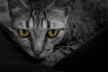 cat with golden eyes, cat portrait