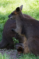 Naklejka premium kangaroo in the grass