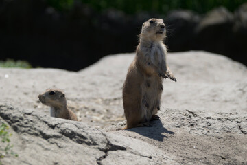 meerkat on guard