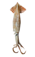 food preparation ingredient, raw seafood squid isolated on a white background, protein food and gourmet food