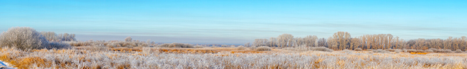 Panorama Frozen dry grass in hoarfrost in a large meadow field. Beginning of winter, frost