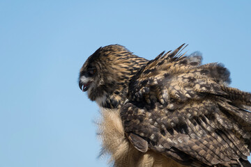 red tailed hawk