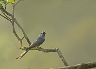 A female Ashy Drongo singing in the afternoon sunlight