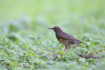 A female Japanese Thrush on the ground