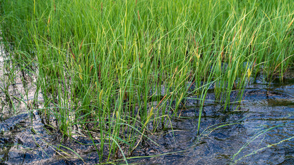 A small river in a humid dense forest on a sunny day. Grass in the water close-up.