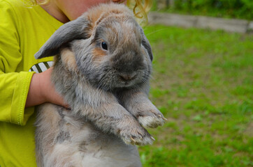 cute caucasian baby girl having fun with rabit, back yard vacation