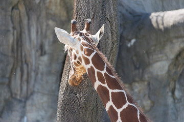 Obraz premium giraffe in zoo